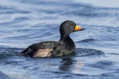 Black Scoter