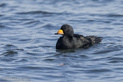 Black Scoter