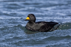 Black Scoter