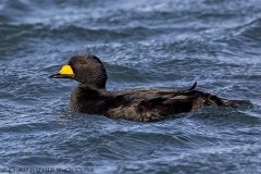 Black Scoter