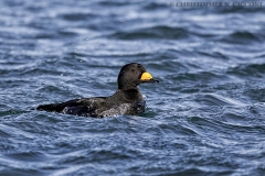 Black Scoter