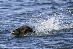 Black Scoter