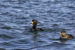 Black Scoter