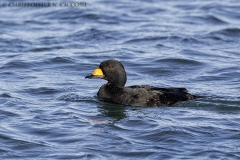 Black Scoter