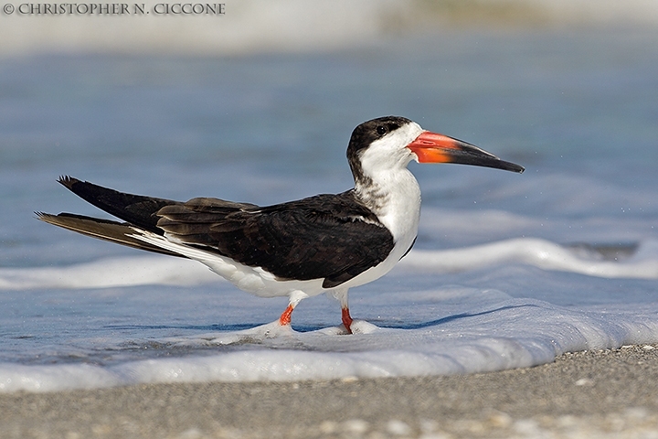 Black Skimmer