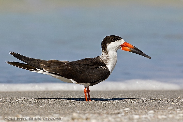 Black Skimmer