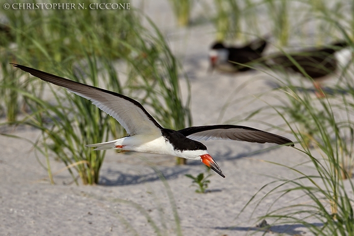 Black Skimmer