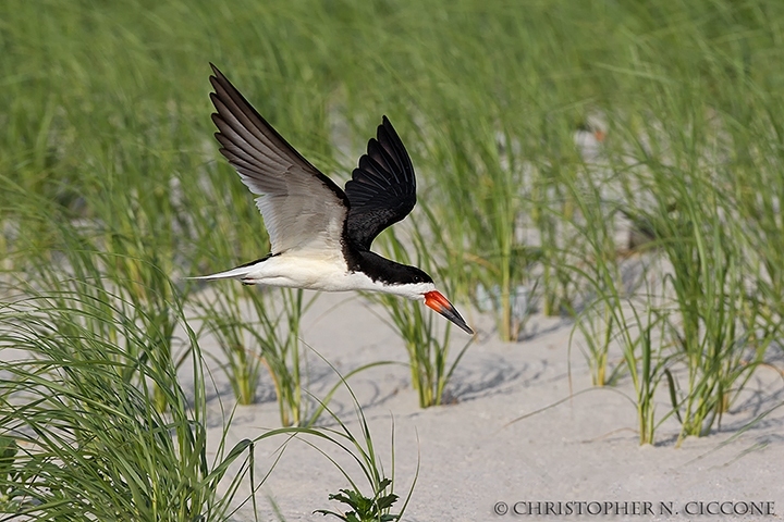 Black Skimmer