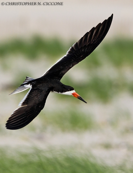 Black Skimmer