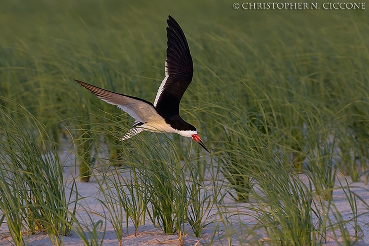 Black Skimmer