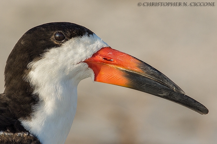 Black Skimmer