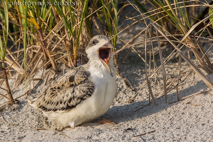 Black Skimmer