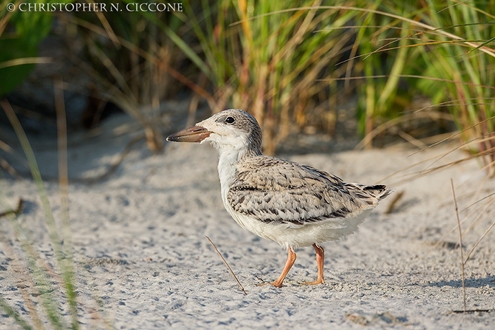 Black Skimmer