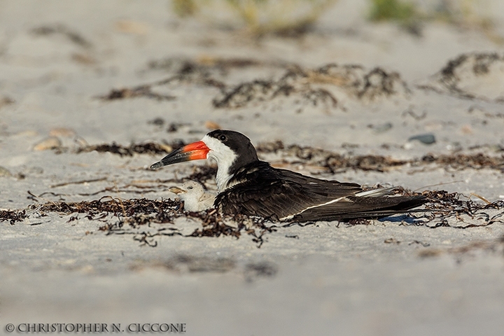 Black Skimmer