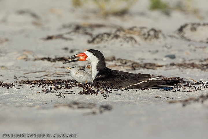 Black Skimmer