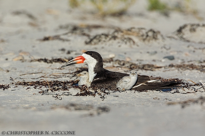 Black Skimmer