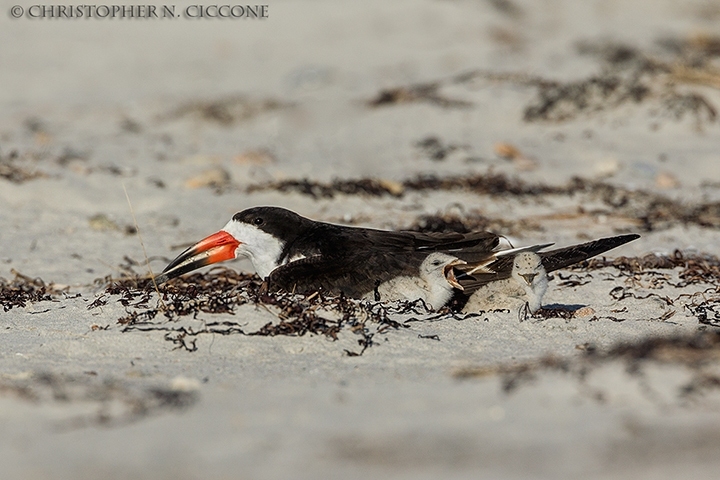 Black Skimmer