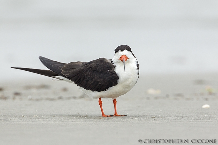 Black Skimmer