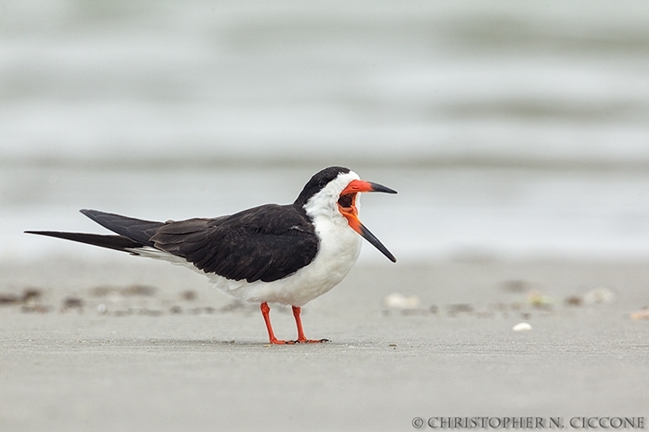 Black Skimmer