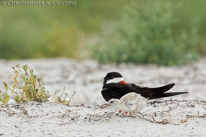 Black Skimmer