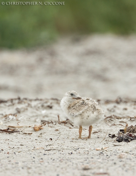 Black Skimmer