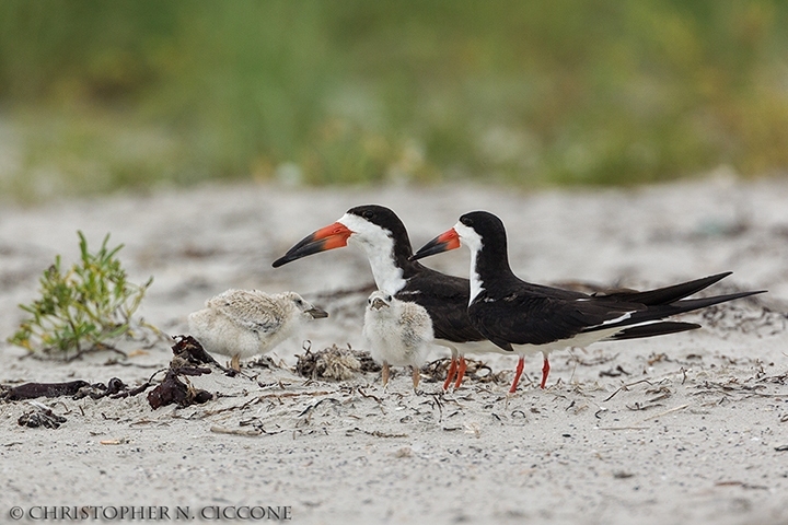 Black Skimmer