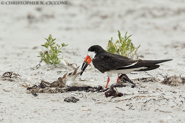 Black Skimmer