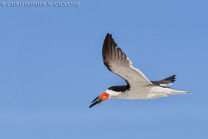 Black Skimmer