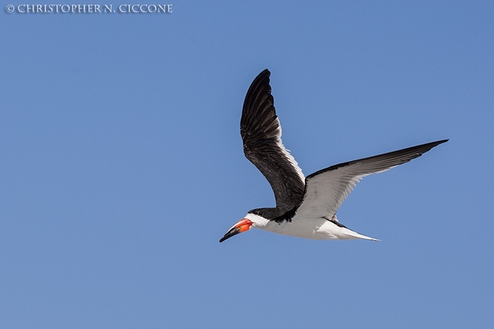 Black Skimmer