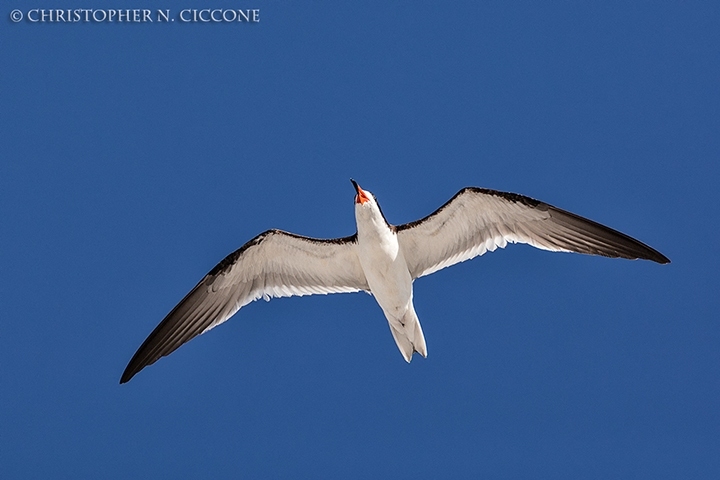 Black Skimmer