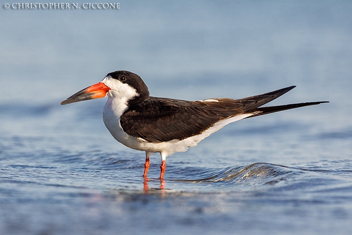 Black Skimmer