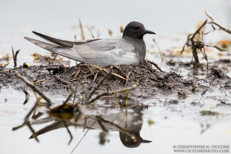 Black Tern