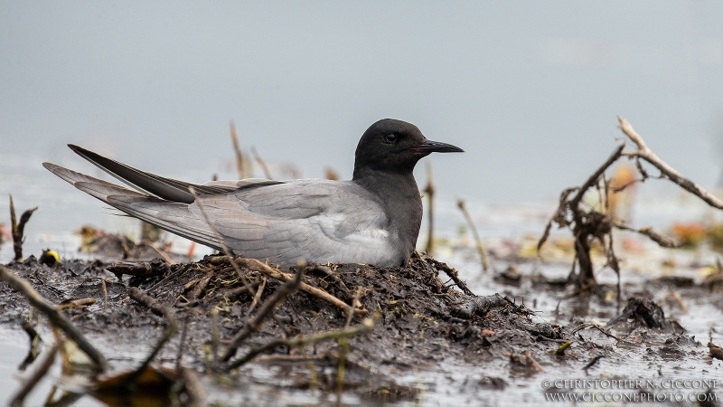 Black Tern