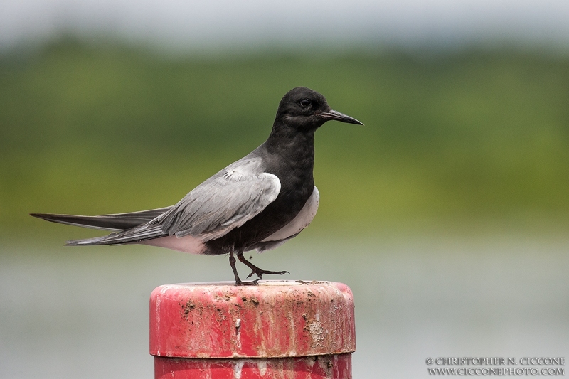 Black Tern