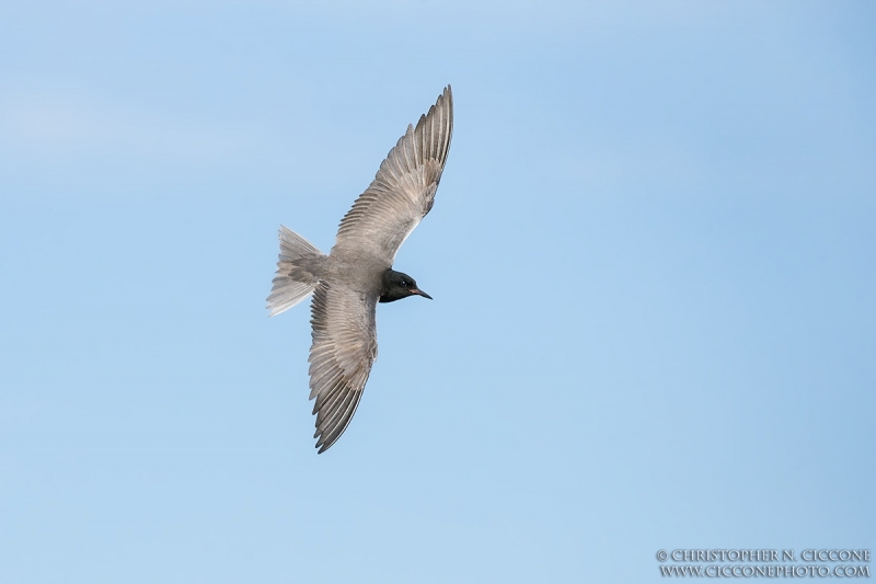 Black Tern