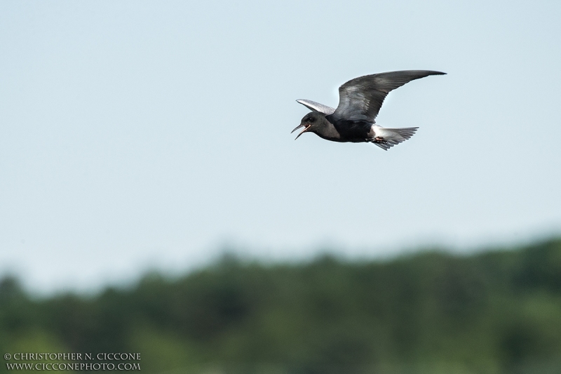 Black Tern