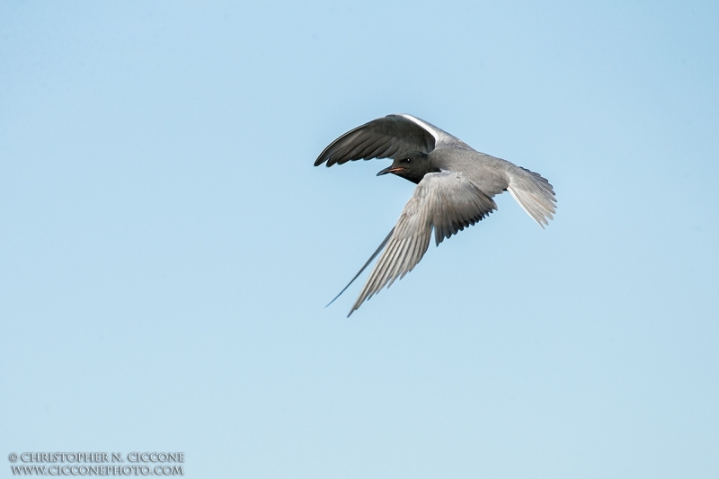 Black Tern