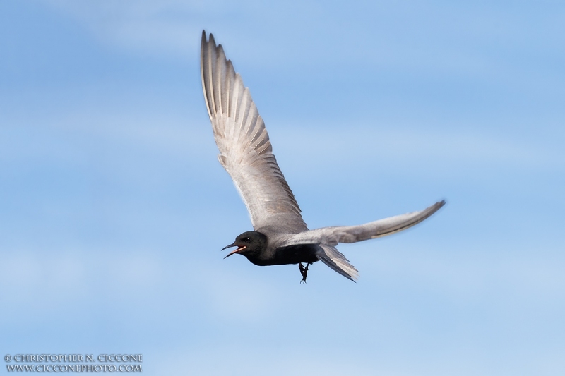 Black Tern