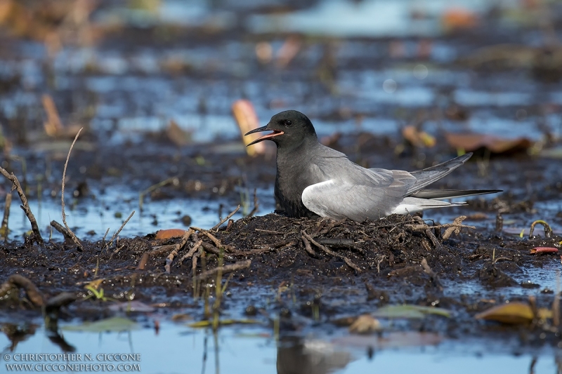 Black Tern