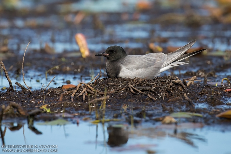 Black Tern