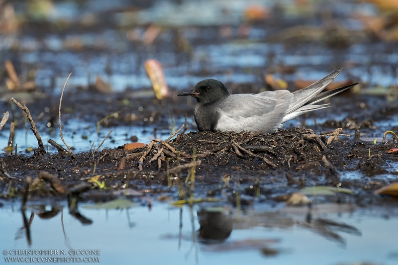 Black Tern