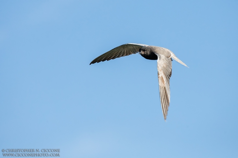 Black Tern