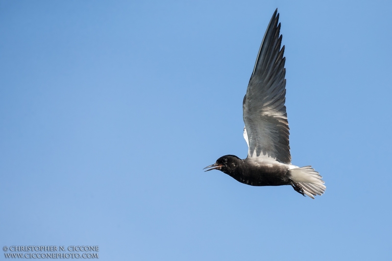 Black Tern