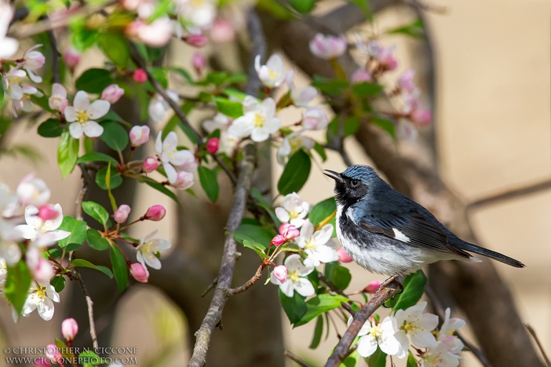 Black-throated Blue Warbler