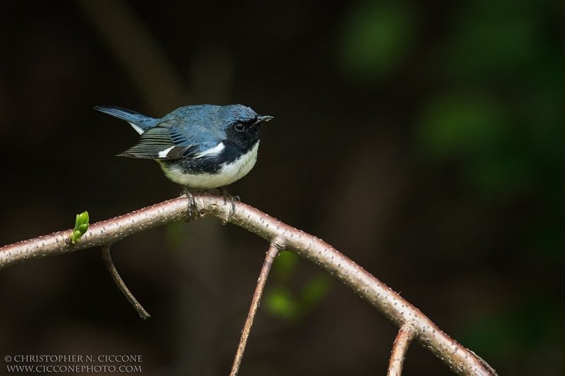 Black-throated Blue Warbler