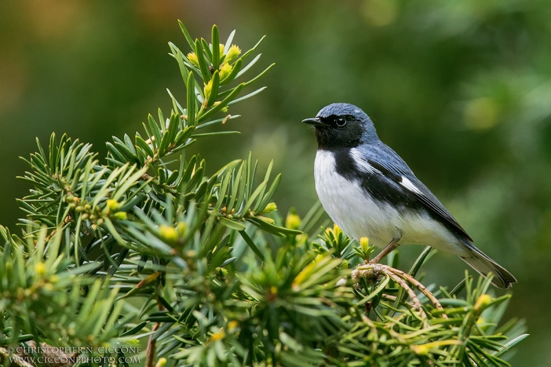 Black-throated Blue Warbler