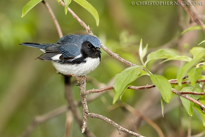 Black-throated Blue Warbler