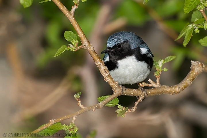 Black-throated Blue Warbler