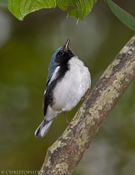 Black-throated Blue Warbler