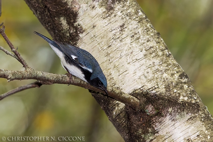 Black-throated Blue Warbler